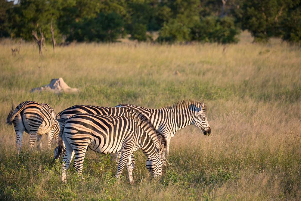 Somalisa Zebra