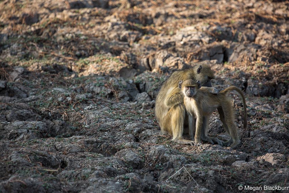 South Luangwa Baboons