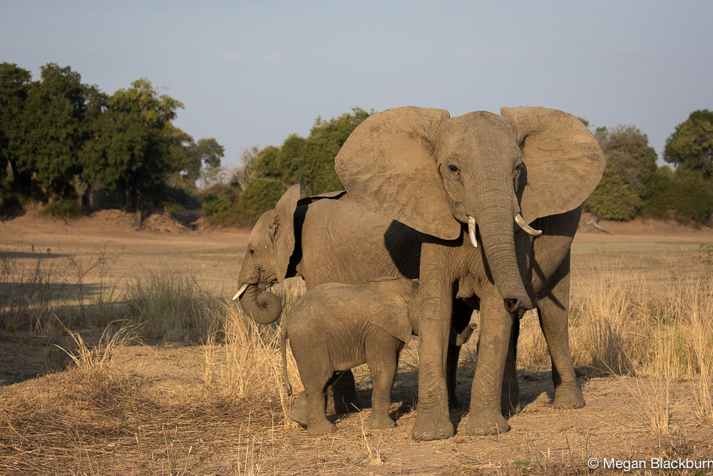 South Luangwa Elephants