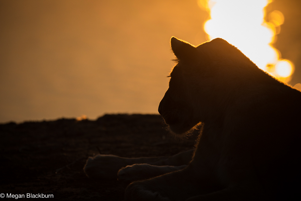 South Luangwa Lionness at Sunset (1 of 1)