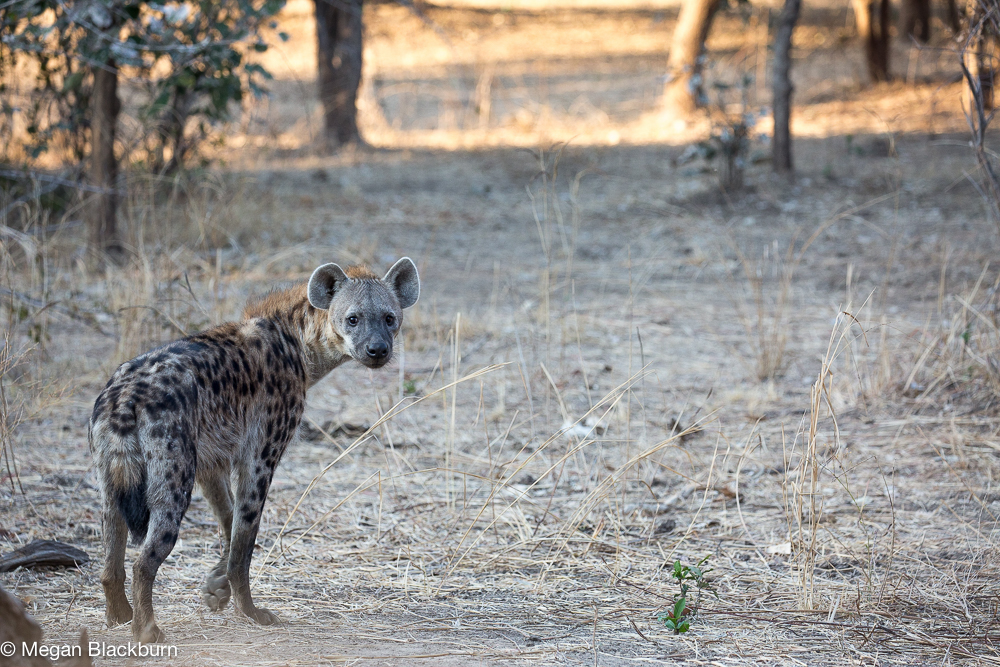 South Luangwa hyena