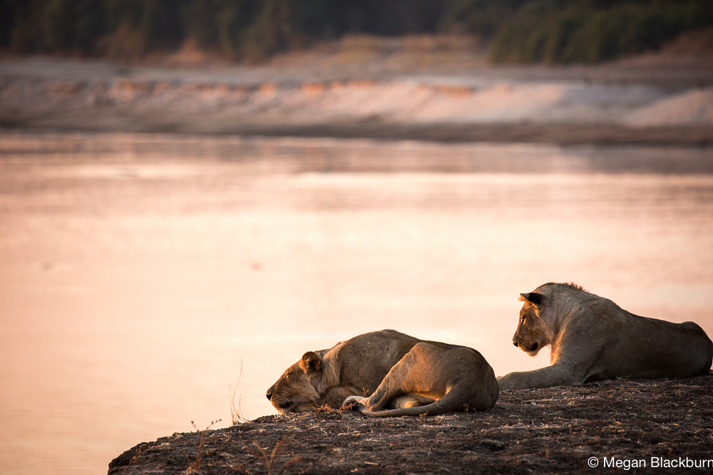South Luangwa lions at sunset (1 of 1)
