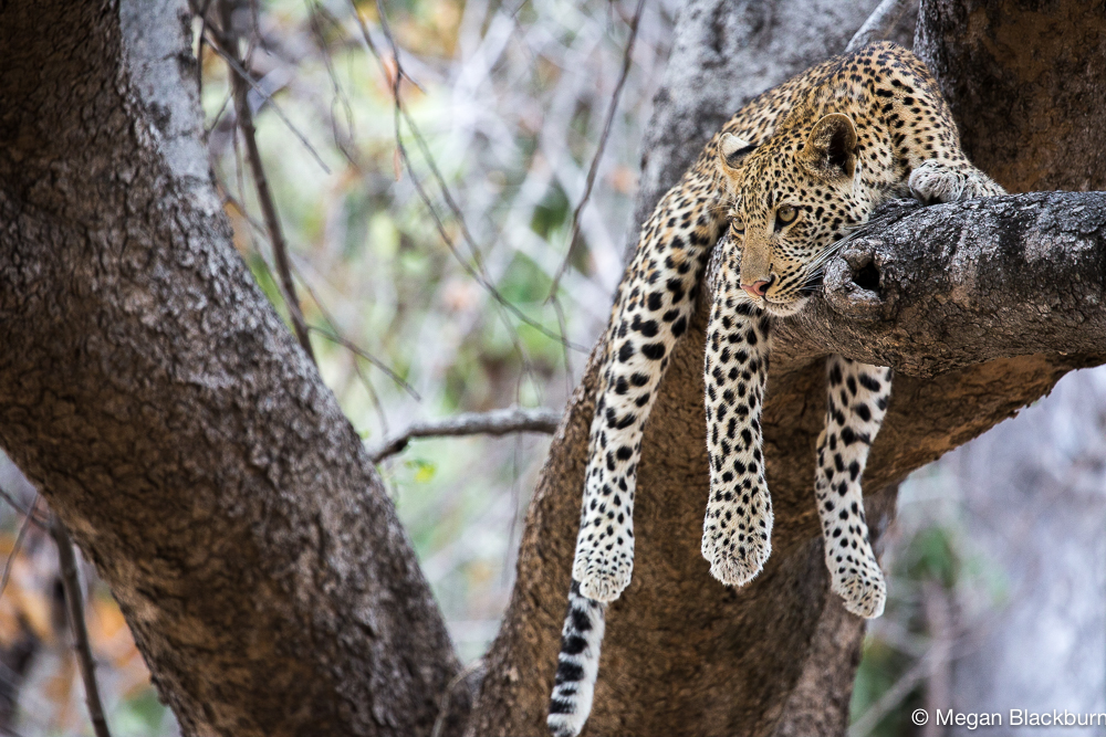 South Luangwa young leopard in tree (1 of 1)