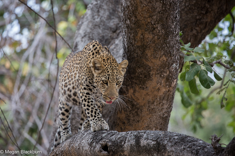 South Luangwa young leopard walking in tree (1 of 1)