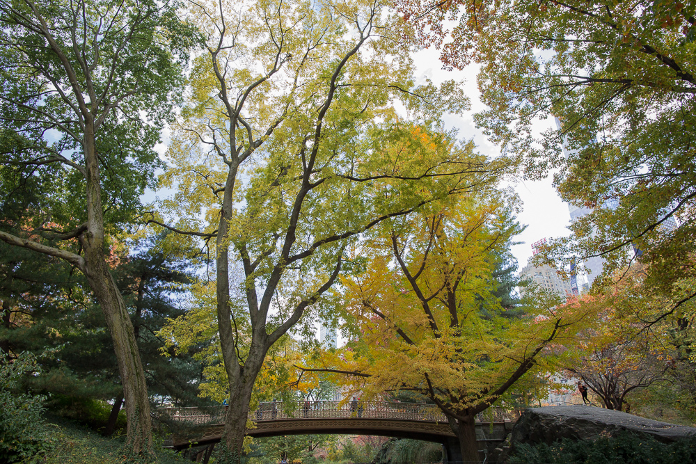 Fall Central Park