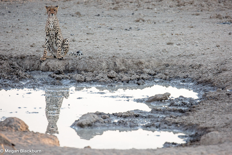 Tswalu Cheetah Reflecting