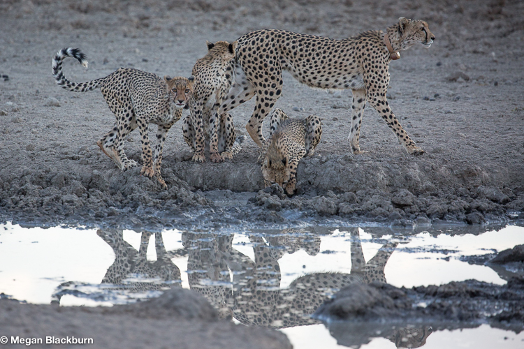 Tswalu Cheetah with Cubs