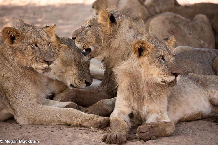 Tswalu Dirty Lions