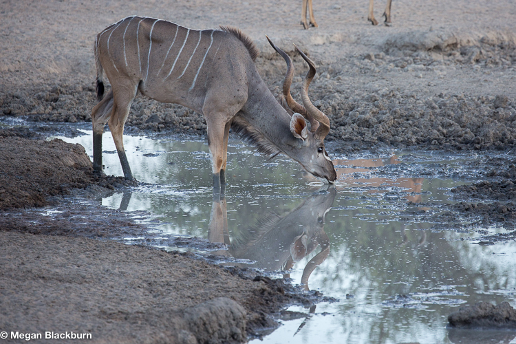 Tswalu Kudu Reflections