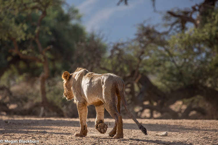 Tswalu Lion Walking Away