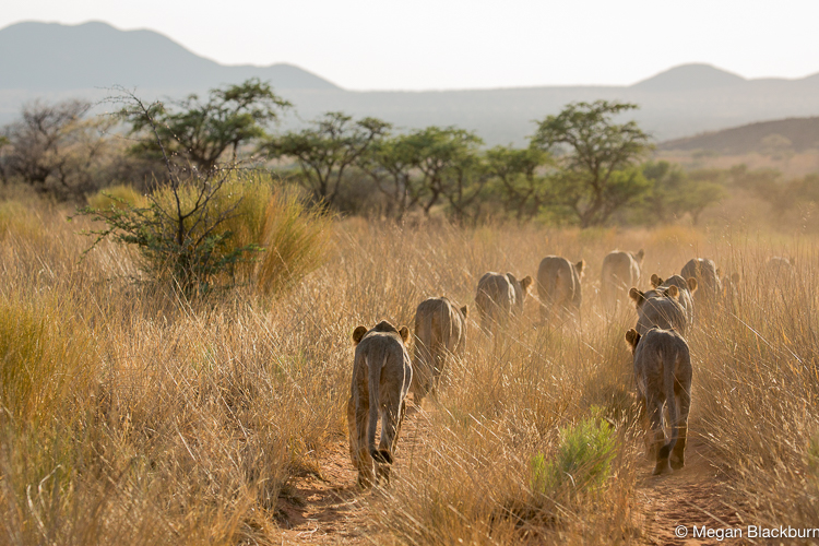 Tswalu Lions Walking on Road