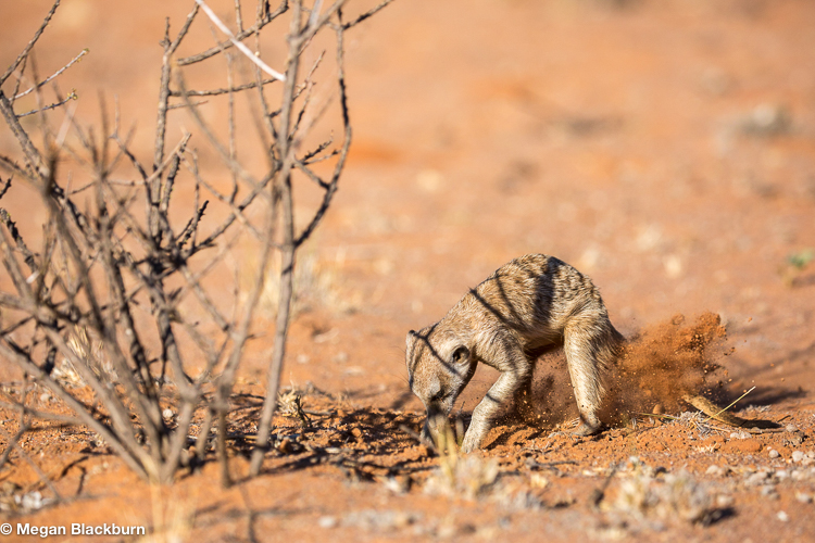 Tswalu Meerkat Digging