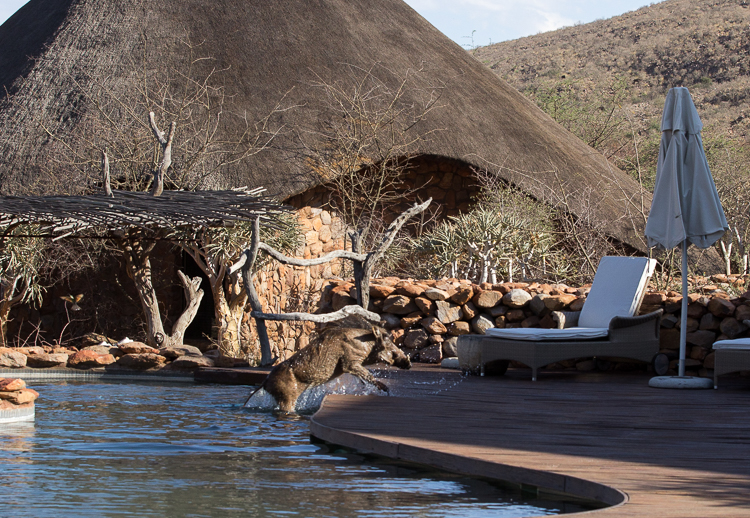 Tswalu Warthog in Pool