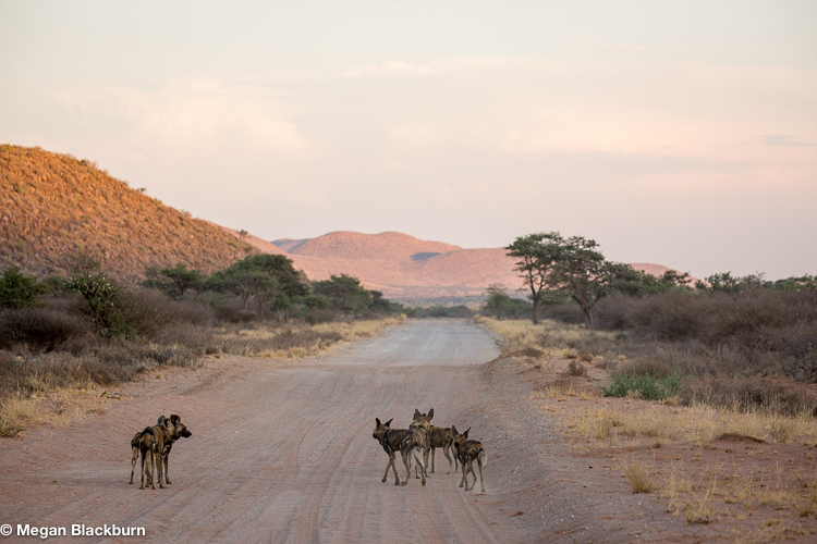 Tswalu Wilddogs on the road