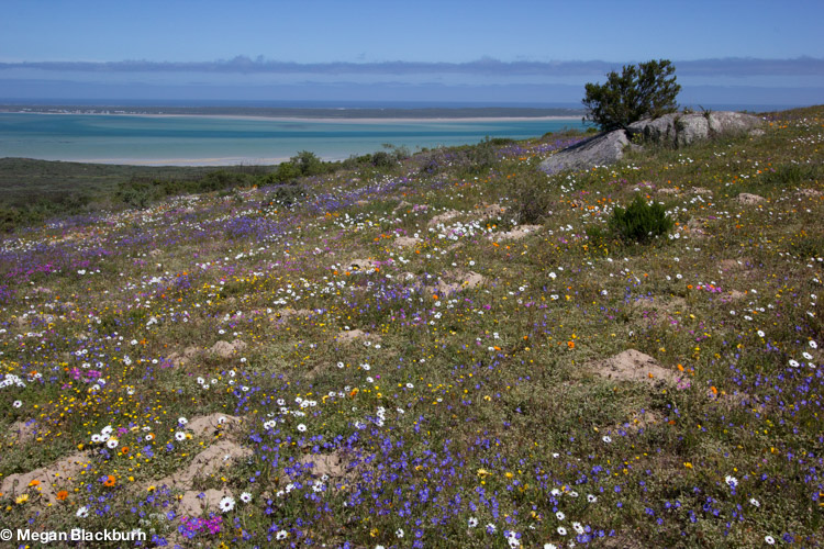 West Coast Flowers and Lagoon 2