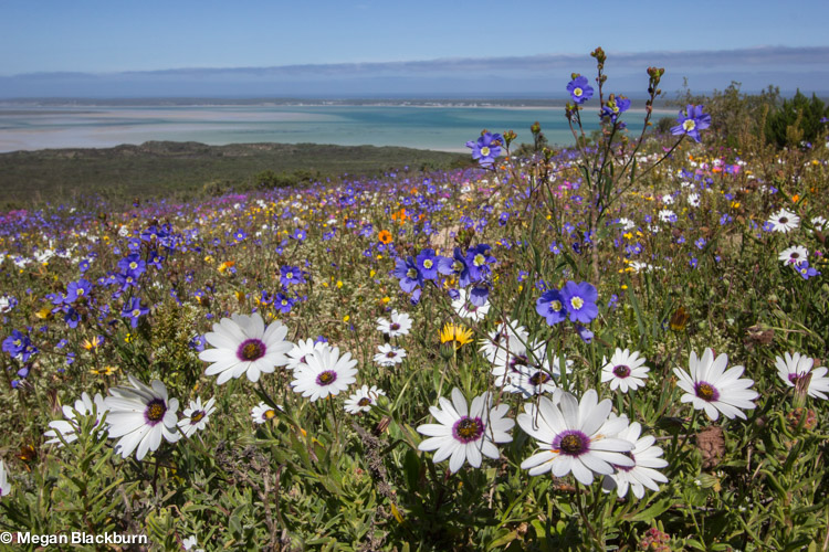 West Coast Flowers with Lagoon